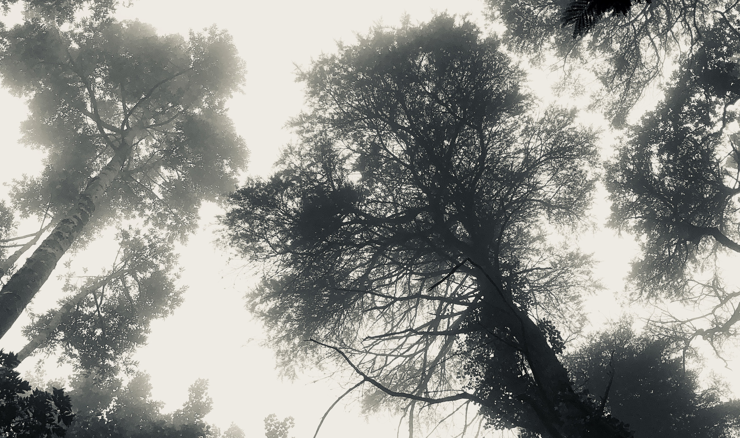 Fig tree branch
